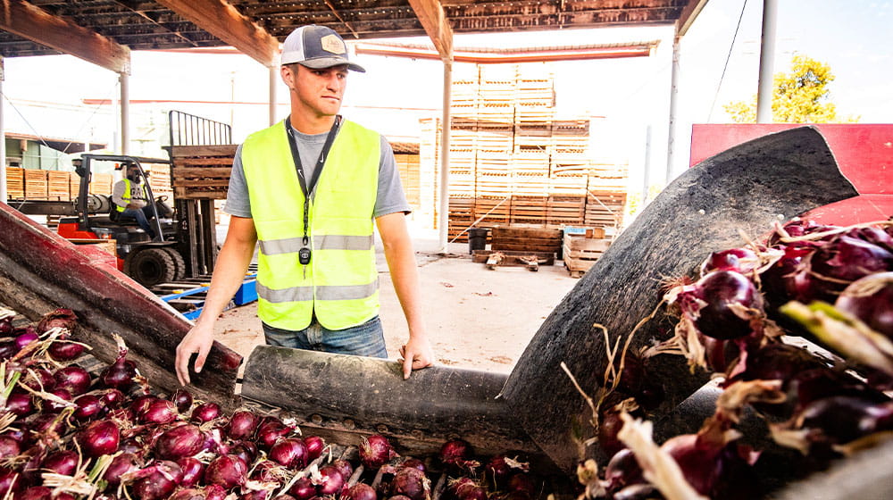 Man watching red onions on conveyer belt
